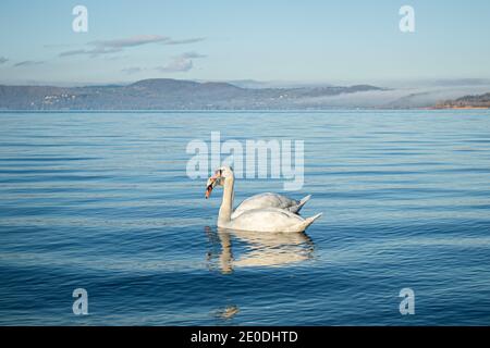 ANGUILLARA SABAZIA, ITALIE 31 DÉCEMBRE 2020. Les cygnes du lac Bracciano se baignèrent dans le soleil de l'après-midi le dernier jour de l'année. Credit: amer ghazzal / Alamy Live News Banque D'Images