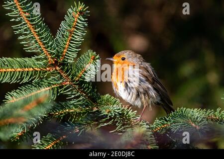 Robin (Erithacus rubecula aux abords) Banque D'Images