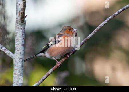 Chaffinch masculin (Fringilla coelebs), Inverurie, Aberdeenshire, Écosse, Royaume-Uni Banque D'Images