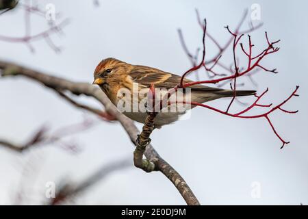 Petit Redpoll (cabaret Acanthis), Inverurie, Aberdeenshire, Royaume-Uni Banque D'Images