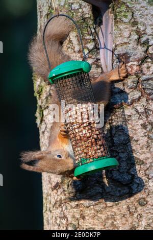 Red Squirrel (Sciurus vulgaris) sur un convoyeur, Aberdeenshire, Écosse, Royaume-Uni Banque D'Images