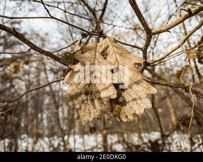 Feuille morte sur une branche en hiver Banque D'Images