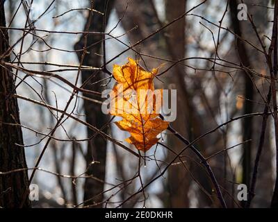 Feuille morte sur une branche en hiver Banque D'Images