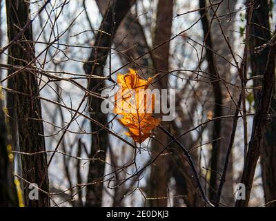 Feuille morte sur une branche en hiver Banque D'Images