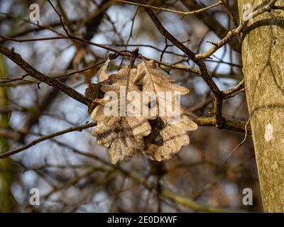 Feuille morte sur une branche en hiver Banque D'Images