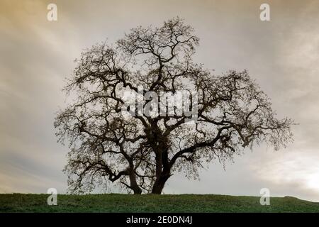 Lone Oak Tree sur une colline avec Sunset Skies. Banque D'Images