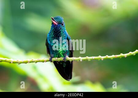 Un Sapphire bleu-chiné qui gazouille sur un perchoir. Oiseau tropical dans un jardin. Colibri avec bec ouvert. Chant d'oiseau. Banque D'Images