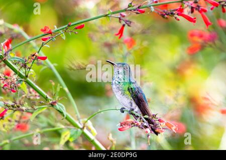 Un colibri de saphir à chiné bleu (Chlorestes notata) femelle perçant dans une plante de Antigua Heath avec des fleurs rouges et un fond flou. Faune Banque D'Images