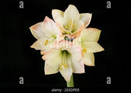 Fleurs d'Amaryllis isolées contre le noir Banque D'Images