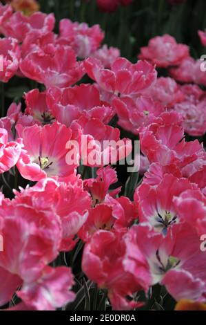 Tulipes de perroquet rose et blanc (Tulipa) Elsenburg avec feuilles variégées Floraison dans un jardin en avril Banque D'Images