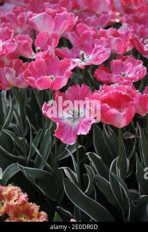 Tulipes de perroquet rose et blanc (Tulipa) Elsenburg avec feuilles variégées Floraison dans un jardin en avril Banque D'Images