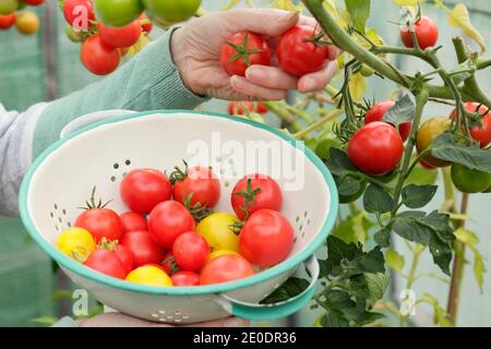 Solanum lycopersicum. Femme cueillant des tomates « Alicante » maison dans une passoire dans un jardin en polytunnel. ROYAUME-UNI Banque D'Images
