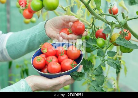 Solanum lycopersicum. Femme cueillant des tomates « Alicante » maison dans une passoire dans un jardin en polytunnel. ROYAUME-UNI Banque D'Images
