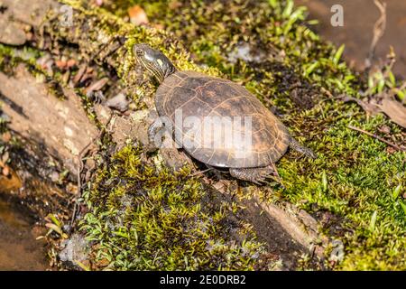 Une seule tortue peinte de taille moyenne se reposant et se bronzant une mousse couverte de bois dans l'eau des zones humides par une chaude journée ensoleillée au début du printemps Banque D'Images