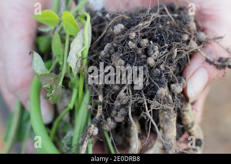 Fixation de l'azote. Les nodules fixants à l'azote dans le système racinaire d'une plante de haricots se sont développés en relation symbiotique avec les bactéries du sol, les rhizobiums. Banque D'Images