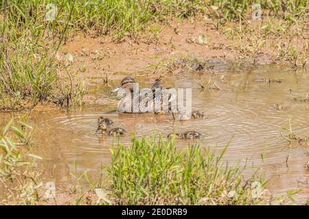 Maman canard collard nageant le long dans l'eau boueuse peu profonde avec ses petits canetons dans les zones humides sur un beau soleil au printemps Banque D'Images