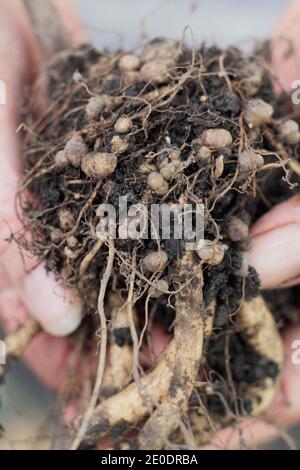 Fixation de l'azote. Les nodules fixants à l'azote dans le système racinaire d'une plante de haricots se sont développés en relation symbiotique avec les bactéries du sol, les rhizobiums. Banque D'Images