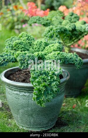 Brassica oleracea 'vert nain'. Plantes cally kale poussant dans des pots dans un potager de jardin arrière. ROYAUME-UNI Banque D'Images