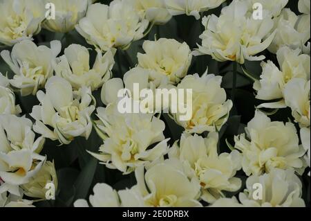 Blanc double Fosteriana tulipes White Valley (empereur exotique) Floraison dans un jardin en avril Banque D'Images