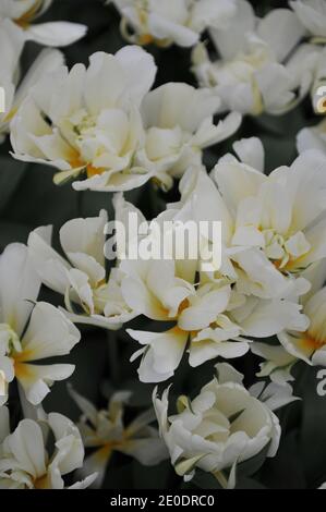 Blanc double Fosteriana tulipes White Valley (empereur exotique) Floraison dans un jardin en avril Banque D'Images