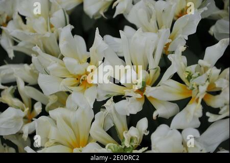 Blanc double Fosteriana tulipes White Valley (empereur exotique) Floraison dans un jardin en avril Banque D'Images