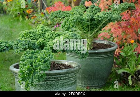 Brassica oleracea 'vert nain'. Plantes cally kale poussant dans des pots dans un potager de jardin arrière. ROYAUME-UNI Banque D'Images