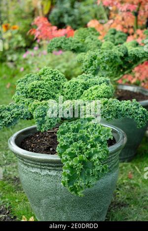 Brassica oleracea 'vert nain'. Plantes cally kale poussant dans des pots dans un potager de jardin arrière. ROYAUME-UNI Banque D'Images