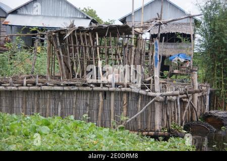 Porcs élevés sur des crêtes de bambou dans le village flottant de Kampong Phluk sur le lac Tonle SAP. Banque D'Images