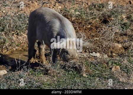 cochon dans un champ à la recherche de nourriture. Banque D'Images