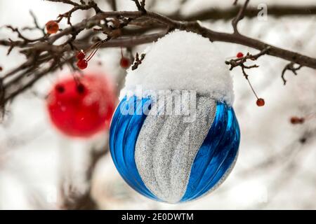 Detroit, Michigan - décorations de Noël sur un pommier à crabe après une tempête de neige. Banque D'Images