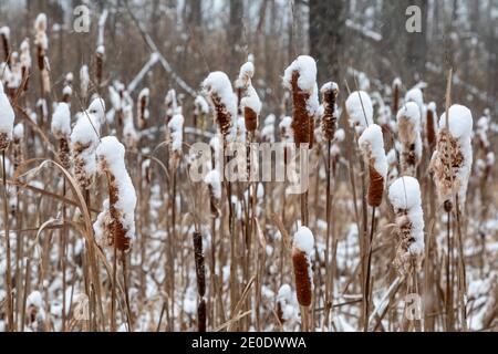 Detroit, Michigan - des catadites dans une zone humide de Belle Isle, un parc de la rivière Detroit, à la suite d'une chute de neige. Banque D'Images
