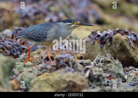 Un héron strié adulte (Butorides striata) chasse sur la plage de l'atoll d'Alphonse, Seychelles Banque D'Images
