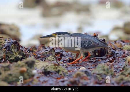 Un héron strié adulte (Butorides striata) chasse sur la plage de l'atoll d'Alphonse, Seychelles Banque D'Images