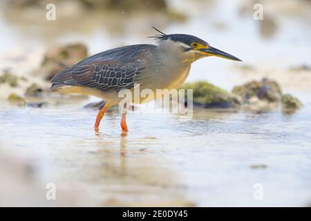 Un héron strié adulte (Butorides striata) chasse sur la plage de l'atoll d'Alphonse, Seychelles Banque D'Images