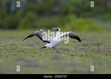 Un adulte masqué Booby (Sula dactylatra) dans une colonie sur l'atoll de Cosmoledo, aux Seychelles Banque D'Images