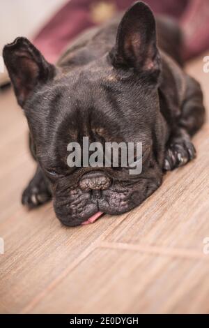 Bouledogue français sleeping in bed Banque D'Images