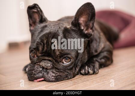 Bouledogue français sleeping in bed Banque D'Images