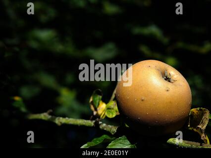 Une seule pomme rousse sur un arbre Banque D'Images