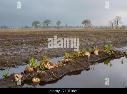 Les sugarbeets ont laissé pendant la récolte sur un terrain boueux en raison du mauvais temps, des flaques partout Banque D'Images