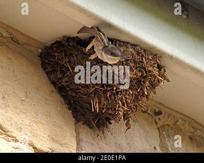 Séquence de 8 images de vol de jeune fille de Maison Martin (Delichon urbicum) laissant son nid de boue sous les éves de maison à Cumbria, Angleterre, Royaume-Uni Banque D'Images