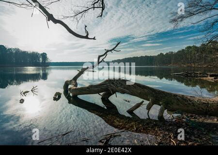 Vue sur le lac Grabowsee près de Friedrichsthal avec un arbre mort en premier plan, par une belle journée d'hiver Banque D'Images