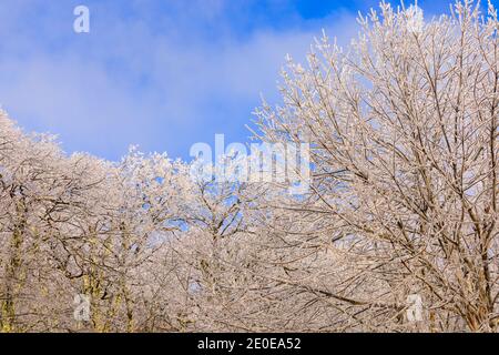 Arbres et membres couverts de glace contre un ciel bleu nuageux Banque D'Images