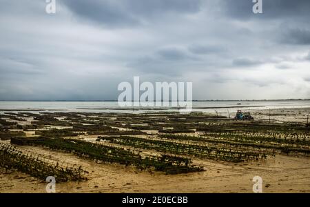 Cancale, France, septembre 2020, vue sur la ferme des huîtres en Bretagne Banque D'Images