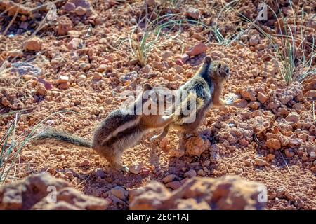 Deux écureuils de terre à la manée dorée dans le parc national de Bryce Canyon, Utah Banque D'Images