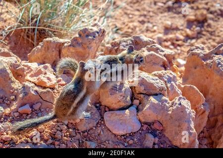 Deux écureuils de terre à la manée dorée dans le parc national de Bryce Canyon, Utah Banque D'Images