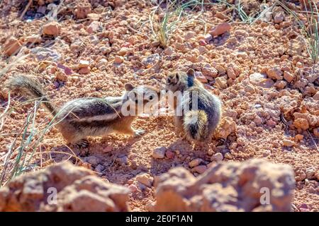 Deux écureuils de terre à la manée dorée dans le parc national de Bryce Canyon, Utah Banque D'Images