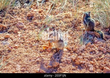 Deux écureuils de terre à la manée dorée dans le parc national de Bryce Canyon, Utah Banque D'Images