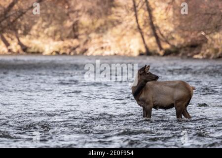 Elk Calf regarde vers l'arrière en se tenant dans la rivière dans Great Parc national des Smoky Mountains Banque D'Images