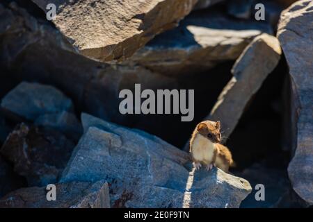 Ermine perchée sur large Rock dans les ombres d'un blocs Banque D'Images