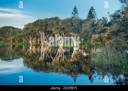 Lac Ainsworth, également appelé Teai Tree Lake en raison des arbres de thé sur sa rive, Lennox Head, région des rivières du Nord, côte nord de la Nouvelle-Galles du Sud, Banque D'Images